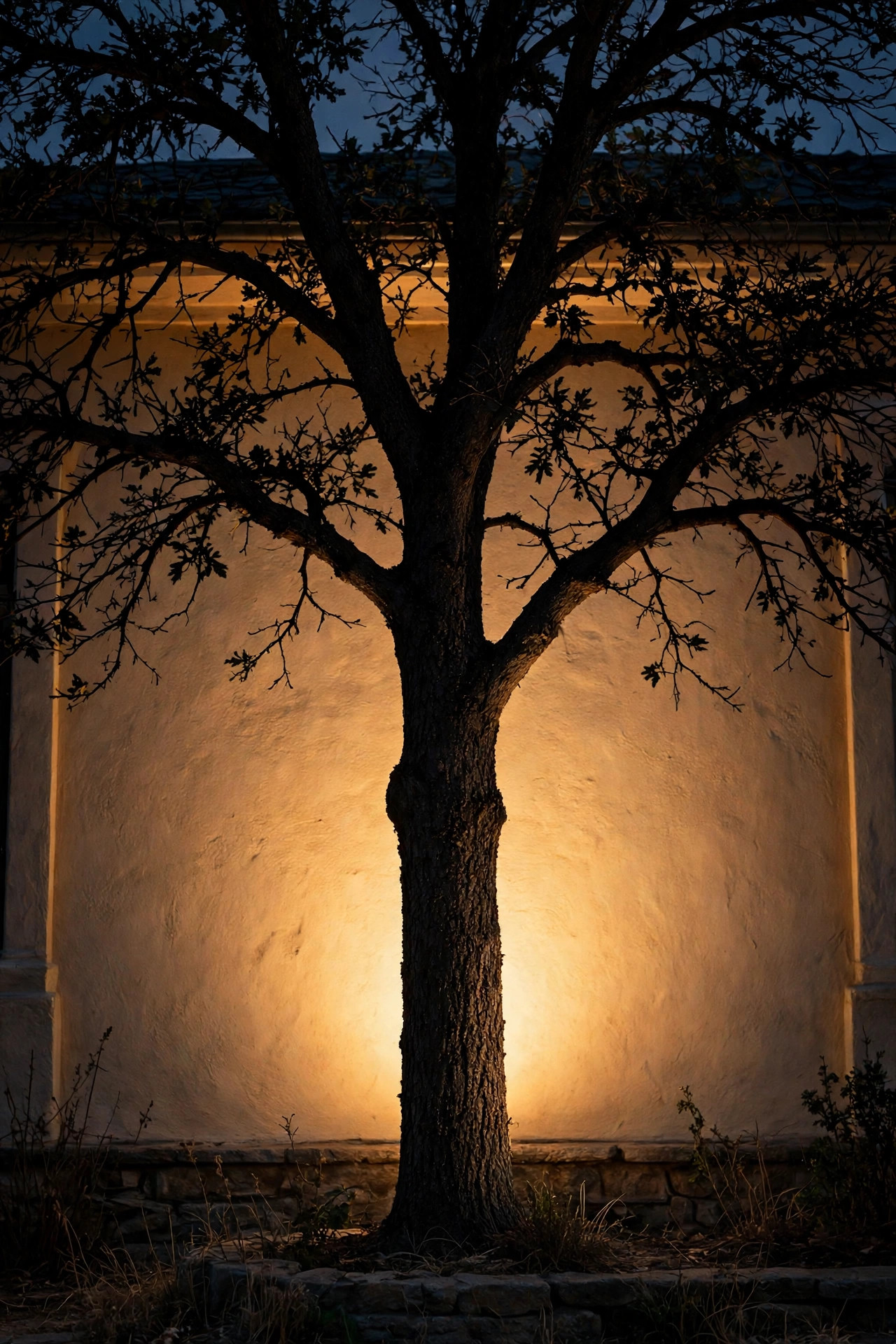 Tree silhouetted in black against a warm glowing house wall at night, spotlight hidden behind the trunk