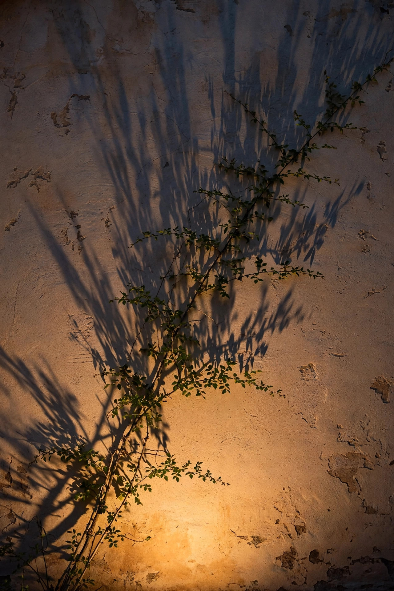 Warm light grazing upward across a textured stucco courtyard wall with long shadows from a climbing vine at dusk