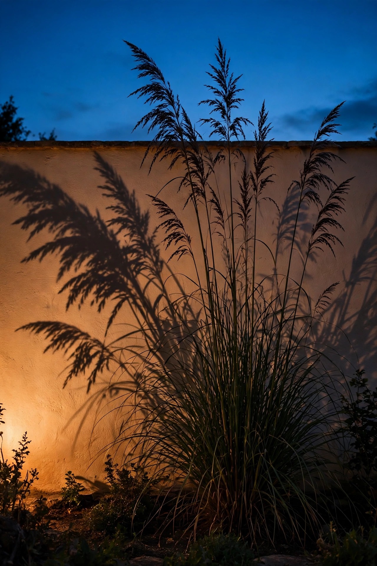 An ornamental grass silhouetted against a warm washed garden wall at dusk, its shadow cast large across the surface