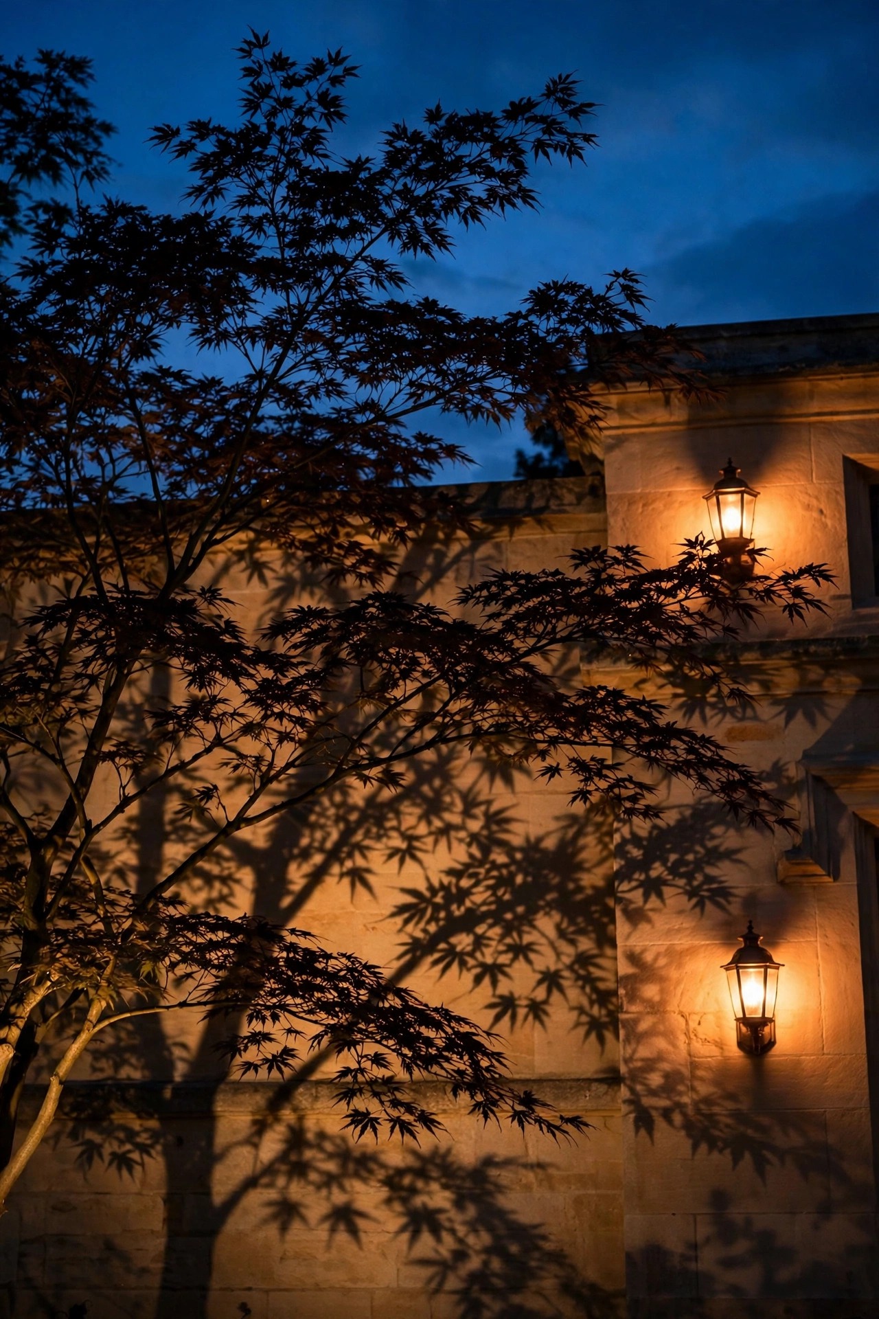An ornamental tree silhouetted against a warmly lit stone facade at night, its leafy shadows patterned across the wall