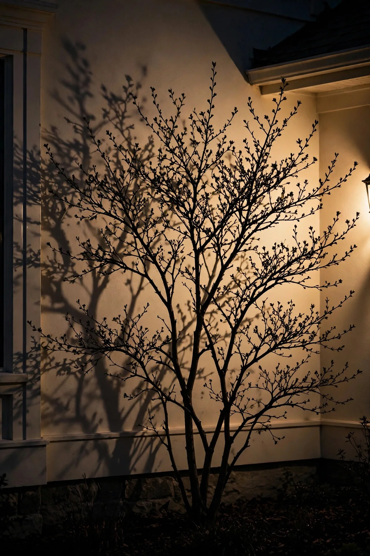 Ornamental shrub silhouetted dramatically against a warm-lit wall at night