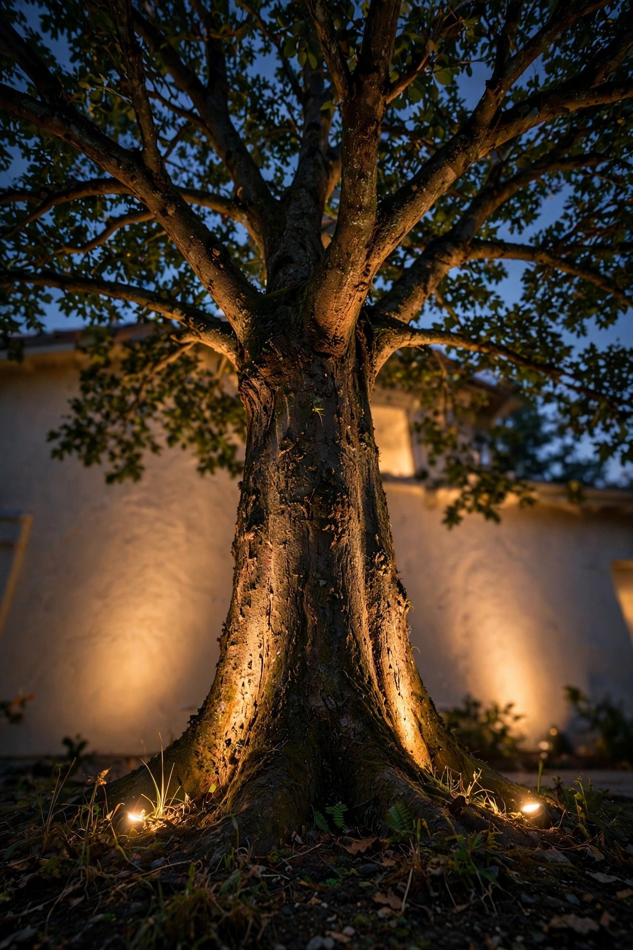 Dramatic dusk uplighting of a mature tree canopy from ground level, warm beams grazing the bark while the house wall behind glows with a soft wash